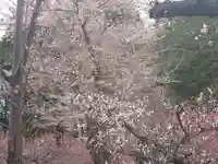 北海道神宮の自然