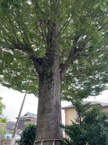 伊勢原大神宮の自然
