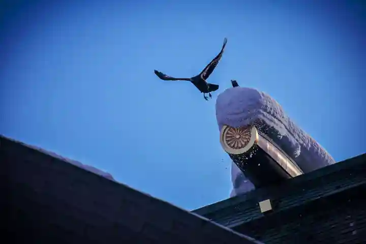 北海道神宮の動物