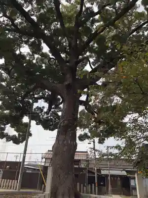 阿麻美許曽神社の自然