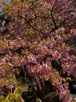 桜神宮の{uncategorized: "未分類", other: "その他", undefined: "問題あり", building: "その他建物", grave: "お墓", sacred_gate: "鳥居", guardian: "狛犬", statue: "像", buddha: "仏像", history: "歴史", nature: "自然", garden: "庭園", animal: "動物", pagoda: "塔", temizu: "手水舎", mountain_gate: "山門・神門", sanctuary: "本殿・本堂", subordinate: "末社・摂社", art: "芸術", scenery: "景色", jizo: "地蔵", ema: "絵馬", goshuin: "御朱印", omikuji: "おみくじ", items: "授与品その他", amulet: "お守り", goshuincho: "御朱印帳", eats: "食事", festival: "お祭り", votive_dance: "神楽", shichigosan: "七五三参", wedding: "結婚式", experience: "体験その他", initially: "初詣", around: "周辺", anti_infection: "感染症対策"}