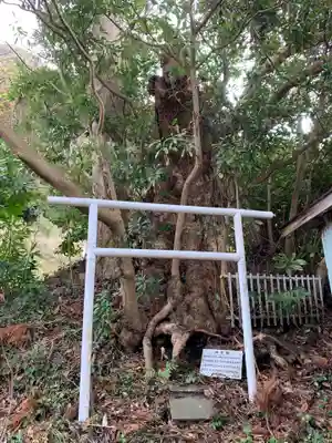 八幡神社の自然