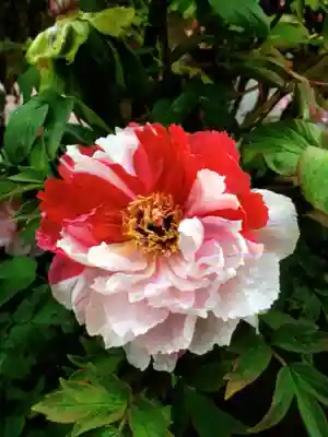 禅定院(東京都)