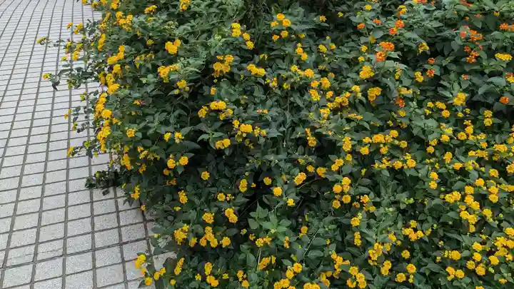 最福寺別院江の島大師の自然