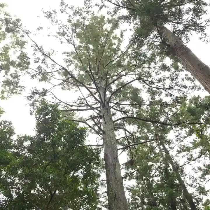 素鵞熊野神社の自然