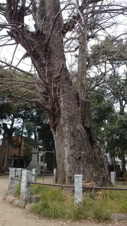 赤坂氷川神社の自然