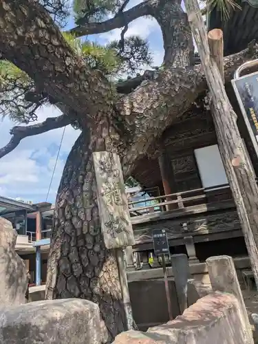 題経寺（柴又帝釈天）(東京都)