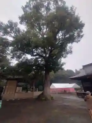 鷲宮神社(埼玉県)