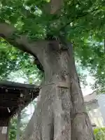 須賀神社の{uncategorized: "未分類", other: "その他", undefined: "問題あり", building: "その他建物", grave: "お墓", sacred_gate: "鳥居", guardian: "狛犬", statue: "像", buddha: "仏像", history: "歴史", nature: "自然", garden: "庭園", animal: "動物", pagoda: "塔", temizu: "手水舎", mountain_gate: "山門・神門", sanctuary: "本殿・本堂", subordinate: "末社・摂社", art: "芸術", scenery: "景色", jizo: "地蔵", ema: "絵馬", goshuin: "御朱印", omikuji: "おみくじ", items: "授与品その他", amulet: "お守り", goshuincho: "御朱印帳", eats: "食事", festival: "お祭り", votive_dance: "神楽", shichigosan: "七五三参", wedding: "結婚式", experience: "体験その他", initially: "初詣", around: "周辺", anti_infection: "感染症対策"}