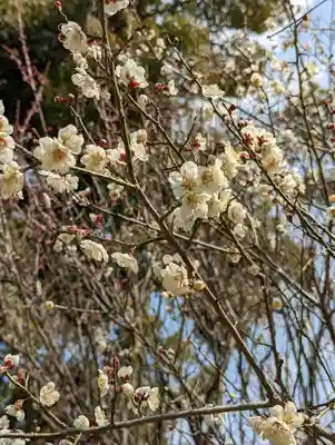 梅宮大社(京都府)