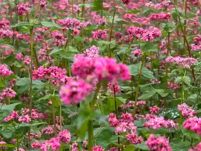 一宮神社(長野県)
