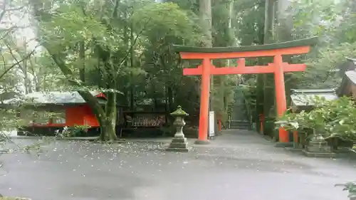 箱根神社の鳥居