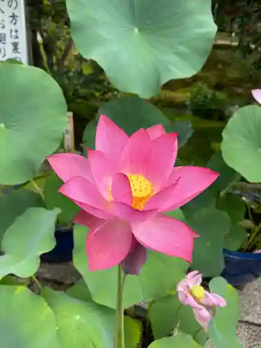 法金剛院(京都府)