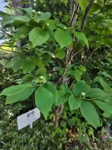 鏡石鹿嶋神社 ＊安産・開運・勝利の神さま＊の自然