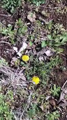 円通寺(神奈川県)