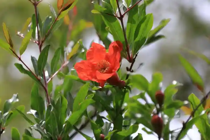 開成山大神宮の庭園