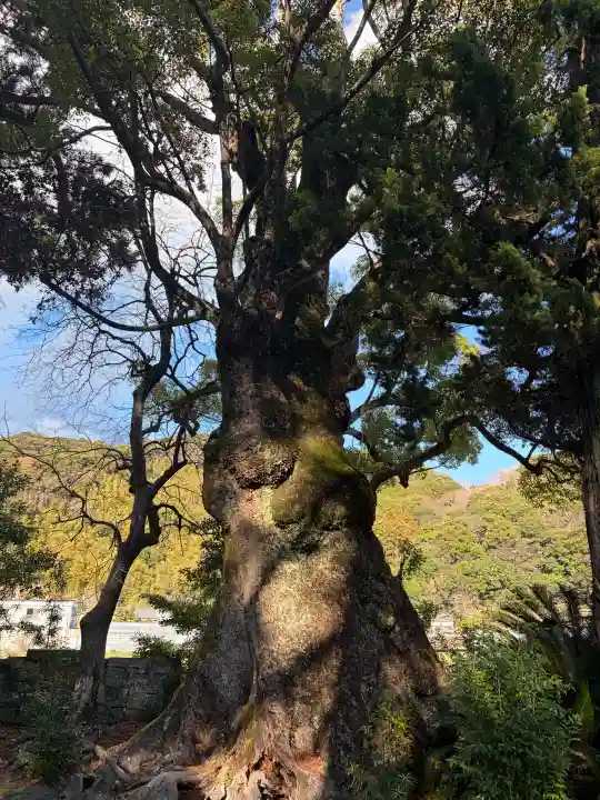 川津来宮神社の{uncategorized: "未分類", other: "その他", undefined: "問題あり", building: "その他建物", grave: "お墓", sacred_gate: "鳥居", guardian: "狛犬", statue: "像", buddha: "仏像", history: "歴史", nature: "自然", garden: "庭園", animal: "動物", pagoda: "塔", temizu: "手水舎", mountain_gate: "山門・神門", sanctuary: "本殿・本堂", subordinate: "末社・摂社", art: "芸術", scenery: "景色", jizo: "地蔵", ema: "絵馬", goshuin: "御朱印", omikuji: "おみくじ", items: "授与品その他", amulet: "お守り", goshuincho: "御朱印帳", eats: "食事", festival: "お祭り", votive_dance: "神楽", shichigosan: "七五三参", wedding: "結婚式", experience: "体験その他", initially: "初詣", around: "周辺", anti_infection: "感染症対策"}