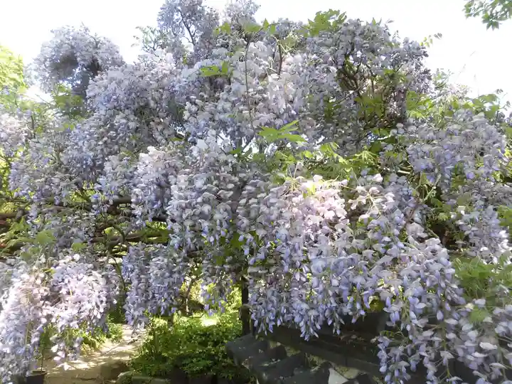 子安地蔵寺の自然