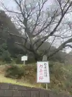 舌根寺廃寺・力寿の桜(愛知県)
