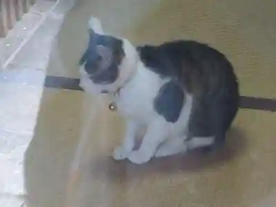 堀越神社(大阪府)