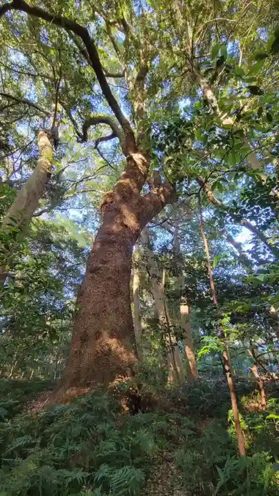 伊雜宮(皇大神宮別宮)の自然