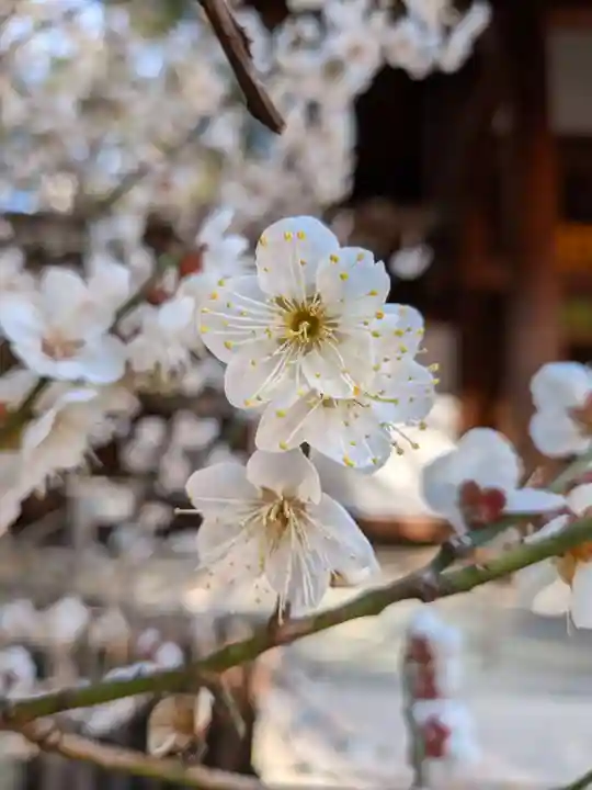 乃木神社(東京都)