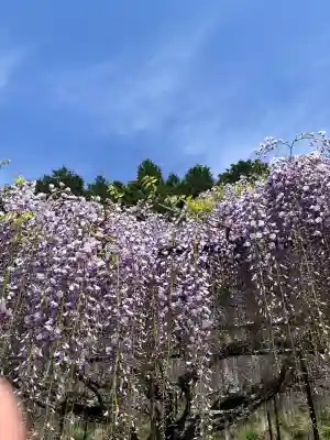 天台宗 五大山 白毫寺の{uncategorized: "未分類", other: "その他", undefined: "問題あり", building: "その他建物", grave: "お墓", sacred_gate: "鳥居", guardian: "狛犬", statue: "像", buddha: "仏像", history: "歴史", nature: "自然", garden: "庭園", animal: "動物", pagoda: "塔", temizu: "手水舎", mountain_gate: "山門・神門", sanctuary: "本殿・本堂", subordinate: "末社・摂社", art: "芸術", scenery: "景色", jizo: "地蔵", ema: "絵馬", goshuin: "御朱印", omikuji: "おみくじ", items: "授与品その他", amulet: "お守り", goshuincho: "御朱印帳", eats: "食事", festival: "お祭り", votive_dance: "神楽", shichigosan: "七五三参", wedding: "結婚式", experience: "体験その他", initially: "初詣", around: "周辺", anti_infection: "感染症対策"}