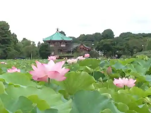 寛永寺不忍池弁天堂の自然