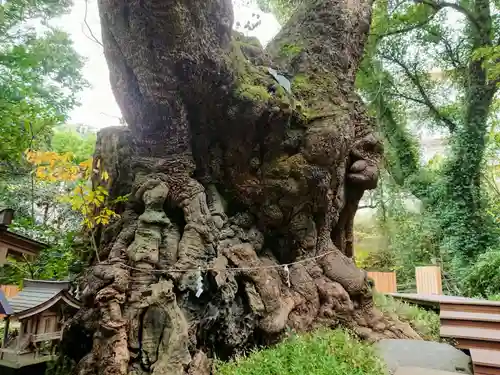 來宮神社の自然