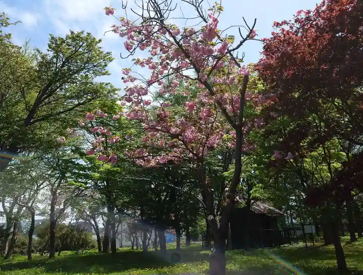 中嶋神社の自然
