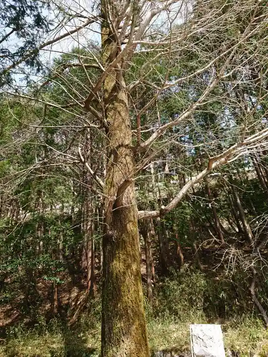 頼政神社の自然