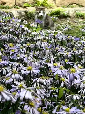 修那羅山安宮神社(長野県)