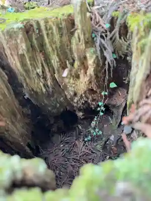木株の中