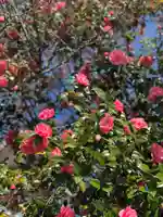 霊鑑寺門跡の自然