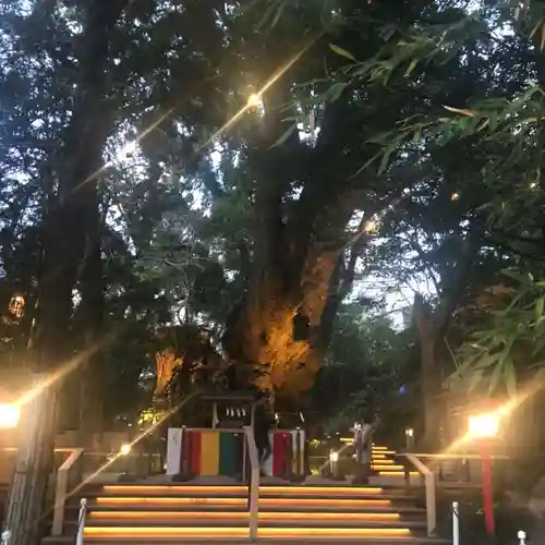 來宮神社の自然