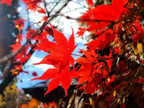 如法寺（鳥追観音）の自然