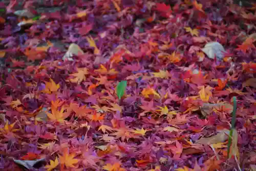 開成山大神宮の自然