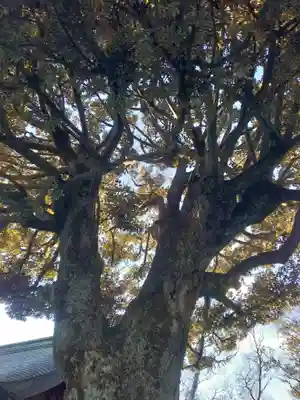 足利織姫神社(栃木県)