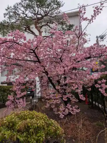 桜神宮(東京都)
