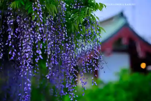 亀戸天神社(東京都)