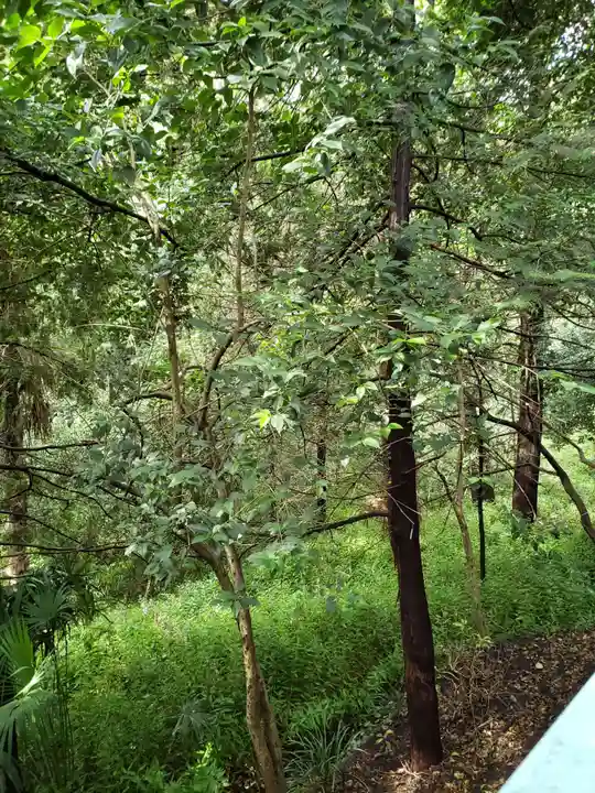前玉神社の自然