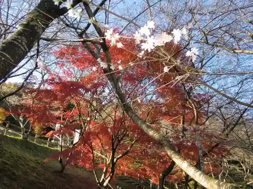 川見薬師寺の自然