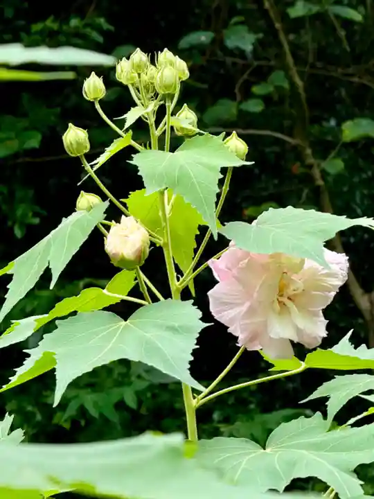 大乗寺(京都府)