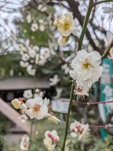 阿佐ヶ谷神明宮(東京都)