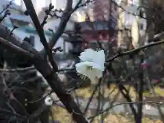 成子天神社の自然