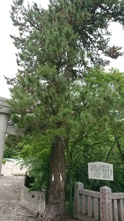 正ノ木稲荷 稲積神社の自然