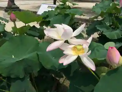 本山専修寺(三重県)