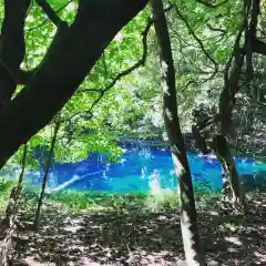 丸池神社の建物その他