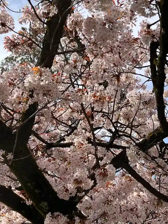 上野東照宮の自然