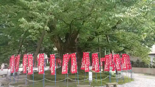 秩父今宮神社の自然